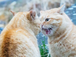 エフティコミュニケーションズ 株式会社エネシエイト 詐欺