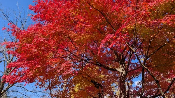 全てに感謝　祝開通