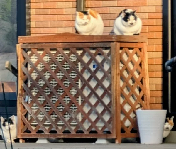 cat6へ　同じメールが何度も送信される outlook　原因調査　cat5 10/100 HUB