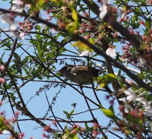 葉桜と うぐいす