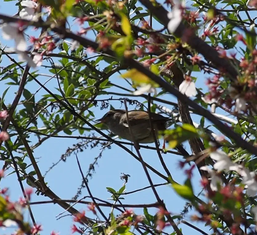 葉桜と うぐいす